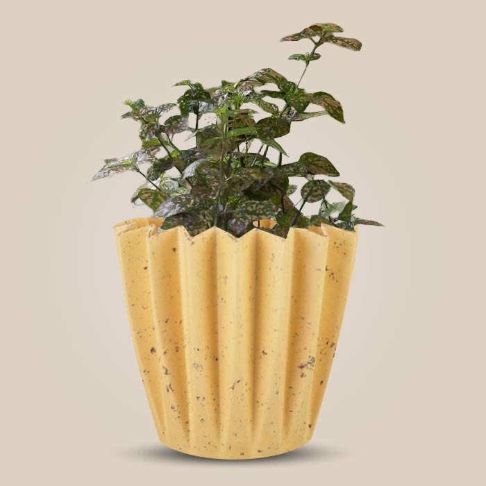 Hypoestes Sanguinolenta Pink Indoor House Plant in a 13cm Nursery Pot with Yellow Plant Pot