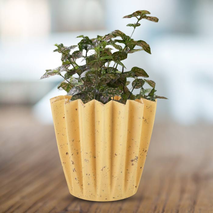 Hypoestes Sanguinolenta Pink Indoor House Plant in a 13cm Nursery Pot with Yellow Plant Pot