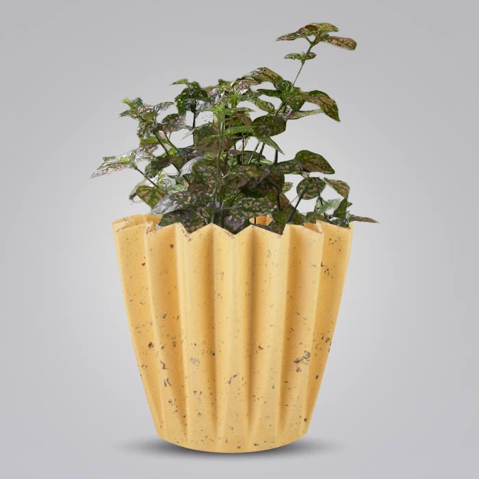 Hypoestes Sanguinolenta Pink Indoor House Plant in a 13cm Nursery Pot with Yellow Plant Pot