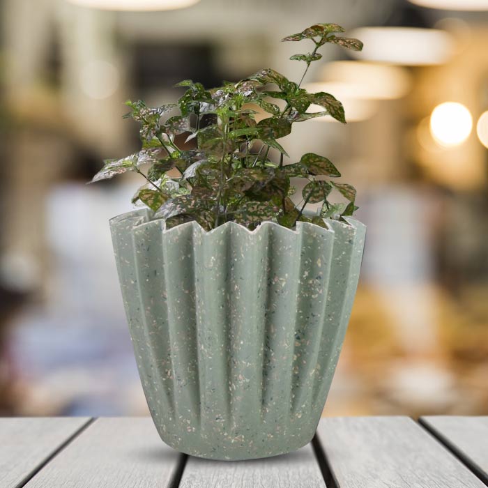 Hypoestes Sanguinolenta Pink Houseplant in a 13cm Nursery Pot with Sage Green Pot