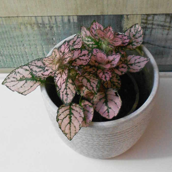 Hypoestes Sanguinolenta Pink houseplant