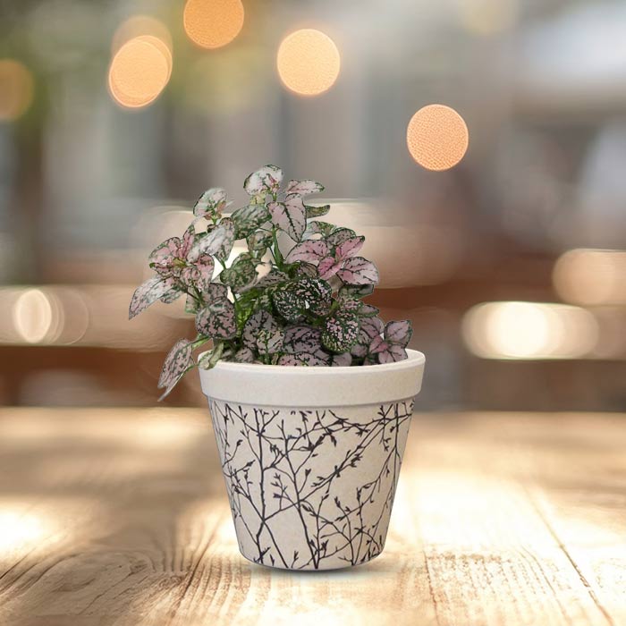 Hypoestes Sanguinolenta Pink Houseplant in a 9cm Nursery Pot with Bamboo Plant Pot