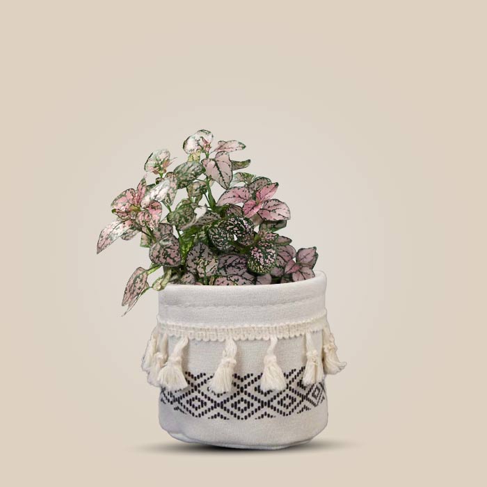 Hypoestes Sanguinolenta Pink House Plant in a 9cm Nursery Pot with Cotton Pot