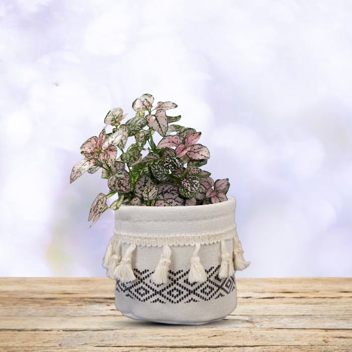 Hypoestes Sanguinolenta Pink House Plant in a 9cm Nursery Pot with Cotton Pot