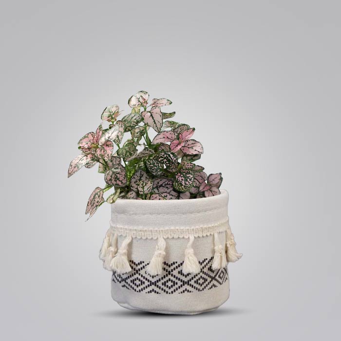 Hypoestes Sanguinolenta Pink House Plant in a 9cm Nursery Pot with Cotton Pot