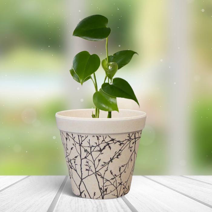 Monstera Deliciosa Houseplant in a 10.5cm Nursery Pot with Bamboo Plant Pot