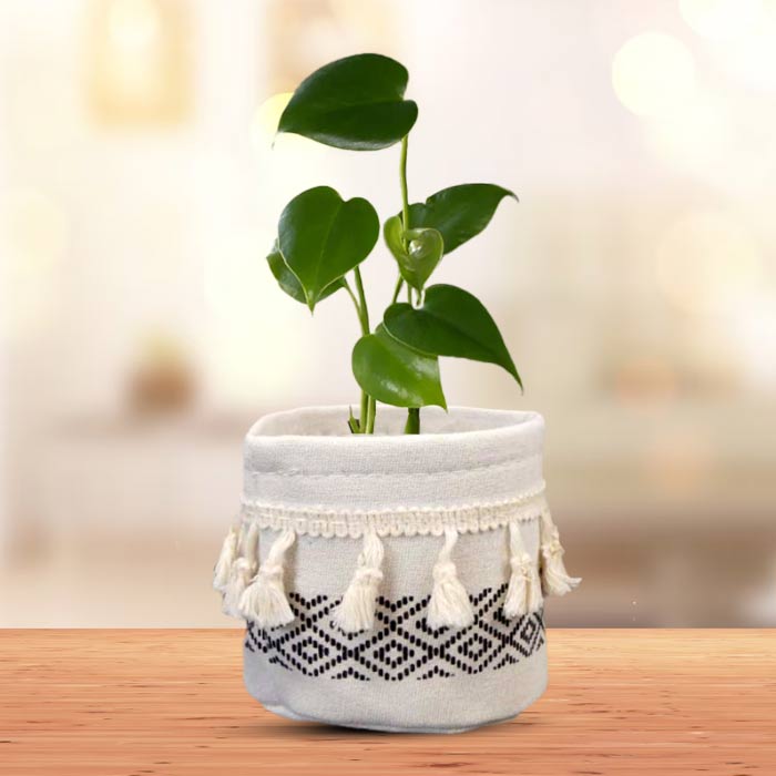 Monstera Deliciosa House Plant in a 10.5cm Nursery Pot with Cotton Pot