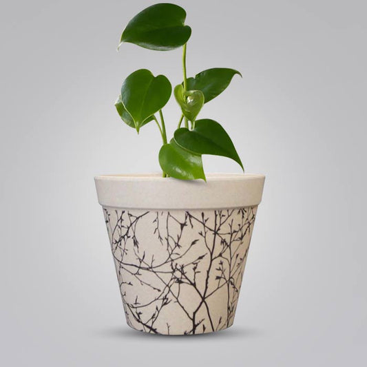 Monstera Deliciosa Houseplant in a 13cm Nursery Pot with Bamboo Plant Pot