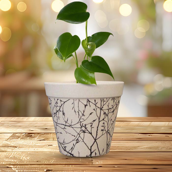 Monstera Deliciosa Houseplant in a 13cm Nursery Pot with Bamboo Plant Pot