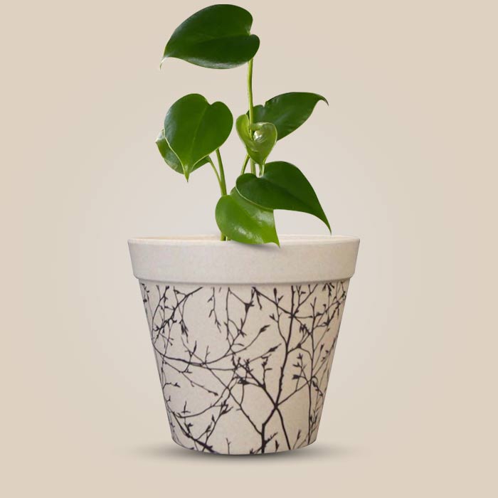 Monstera Deliciosa Houseplant in a 13cm Nursery Pot with Bamboo Plant Pot