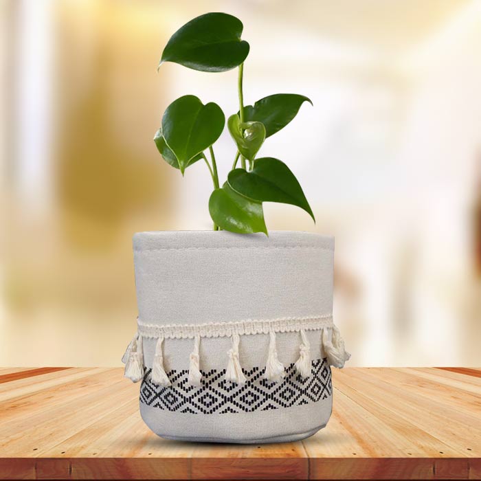 Monstera Deliciosa House Plant in a 13cm Nursery Pot with Cotton Pot