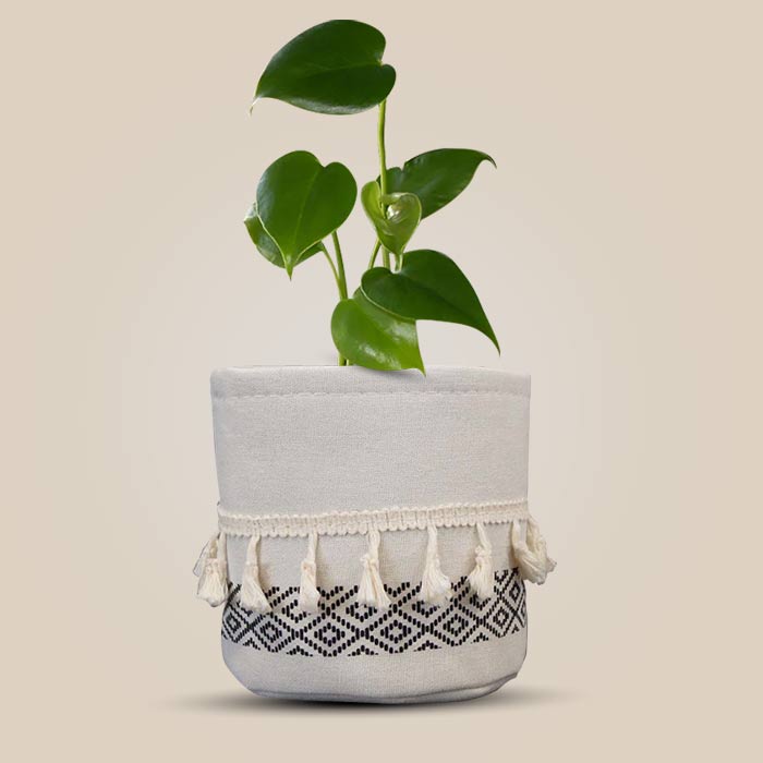 Monstera Deliciosa House Plant in a 13cm Nursery Pot with Cotton Pot