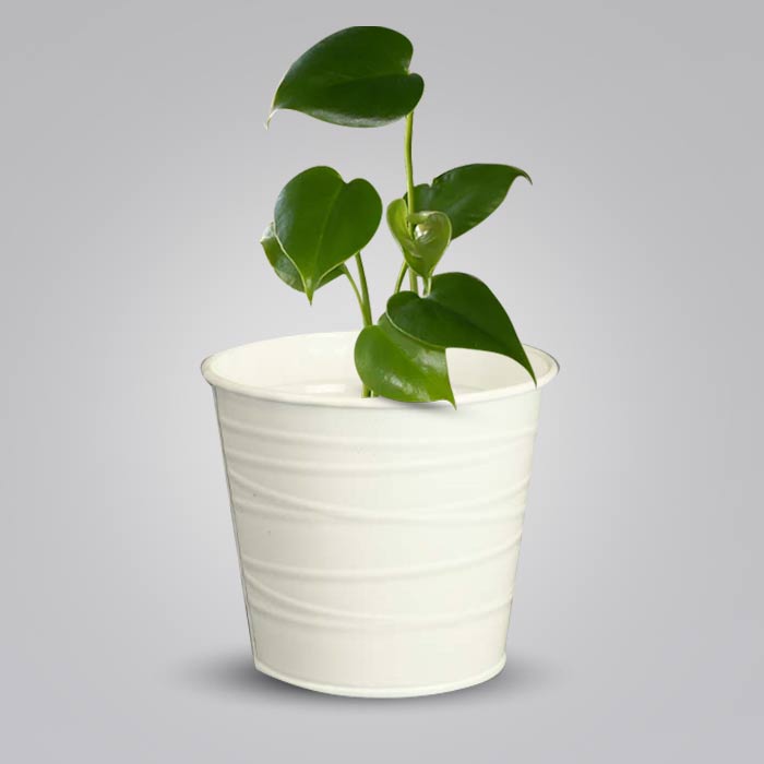 Monstera Deliciosa Indoor Plant in a 13cm Nursery Pot with White Metal Pot