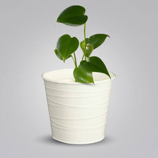 Monstera Deliciosa Indoor Plant in a 13cm Nursery Pot with White Metal Pot