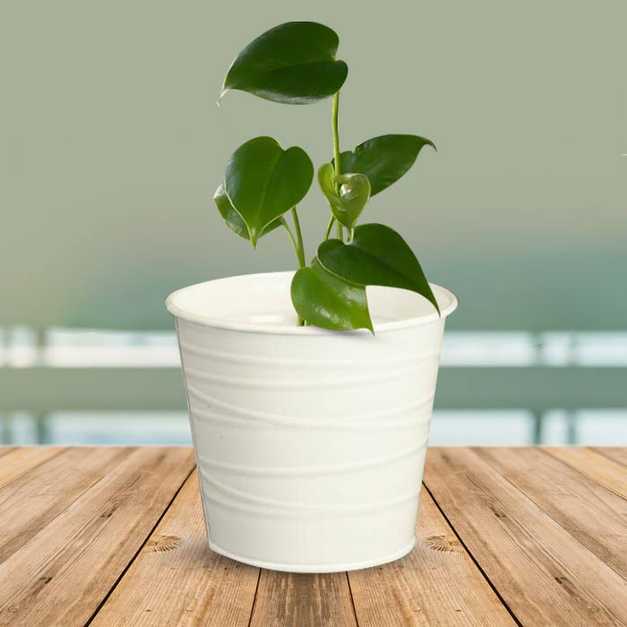 Monstera Deliciosa Indoor Plant in a 13cm Nursery Pot with White Metal Pot