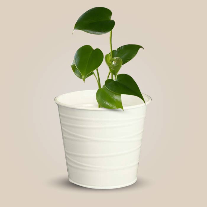 Monstera Deliciosa Indoor Plant in a 13cm Nursery Pot with White Metal Pot