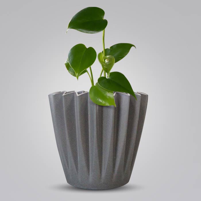 Monstera Deliciosa Indoor Houseplant in a 13cm Nursery Pot with Grey Pot