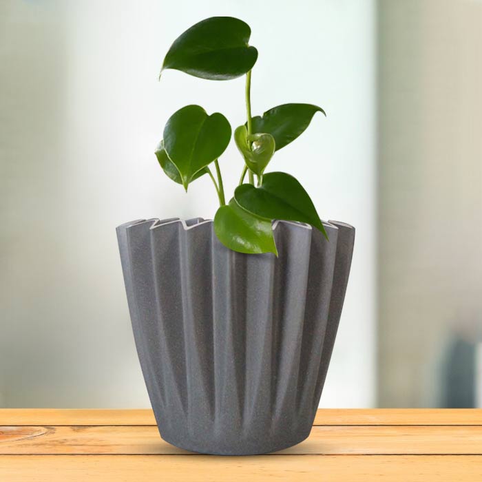 Monstera Deliciosa Indoor Houseplant in a 13cm Nursery Pot with Grey Pot