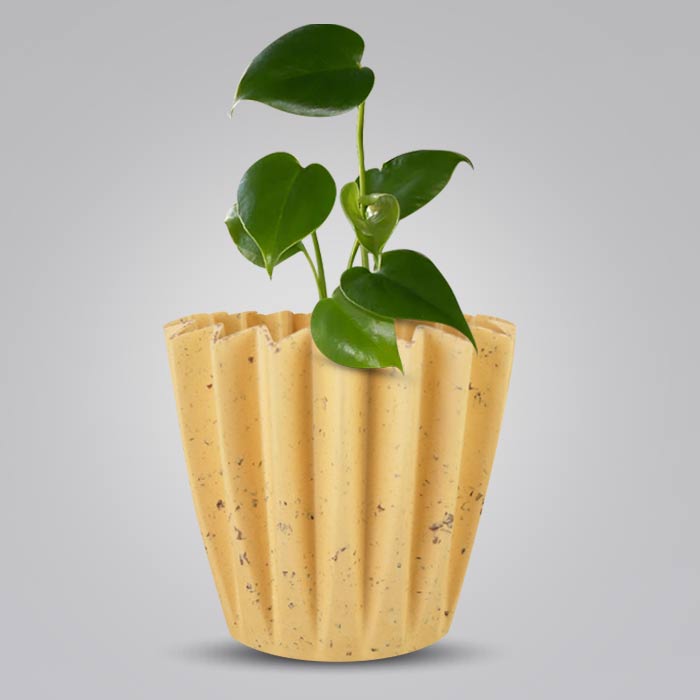 Monstera Deliciosa Indoor House Plant in a 13cm Nursery Pot with Yellow Plant Pot