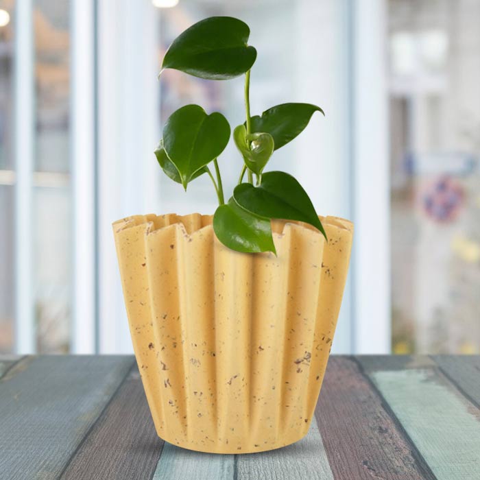 Monstera Deliciosa Indoor House Plant in a 13cm Nursery Pot with Yellow Plant Pot