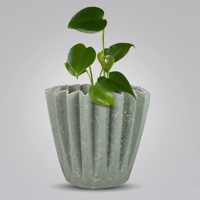 Monstera Deliciosa Houseplant in a 13cm Nursery Pot with Sage Green Pot