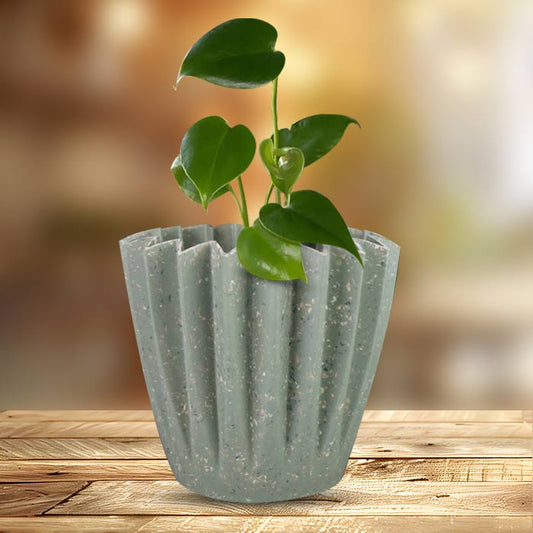 Monstera Deliciosa Houseplant in a 13cm Nursery Pot with Sage Green Pot