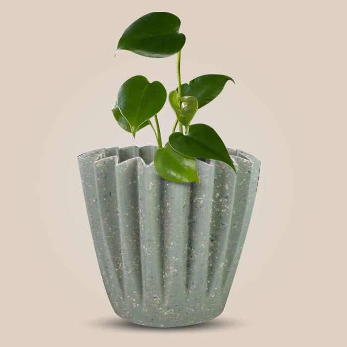 Monstera Deliciosa Houseplant in a 13cm Nursery Pot with Sage Green Pot