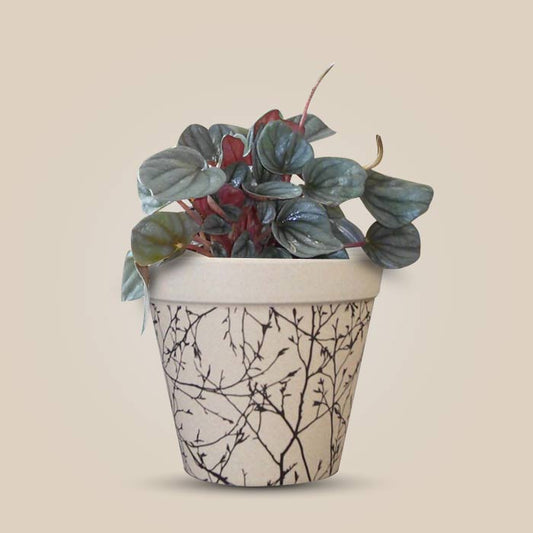 Peperomia Caperata Houseplant in a 13cm Nursery Pot with Bamboo Plant Pot