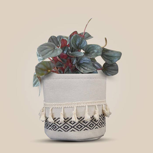 Peperomia Caperata House Plant in a 13cm Nursery Pot with Cotton Pot