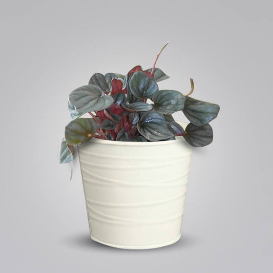 Peperomia Caperata Indoor Plant in a 13cm Nursery Pot with White Metal Pot