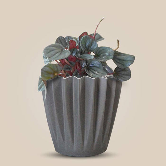 Peperomia Caperata Indoor Houseplant in a 13cm Nursery Pot with Grey Pot