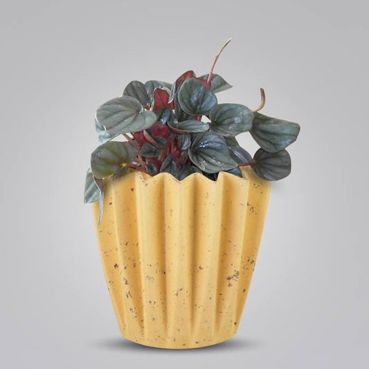 Peperomia Caperata Indoor House Plant in a 13cm Nursery Pot with Yellow Plant Pot