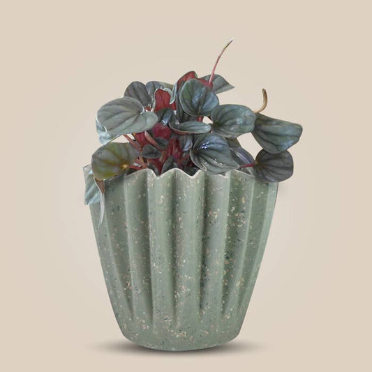 Peperomia Caperata Houseplant in a 13cm Nursery Pot with Sage Green Pot