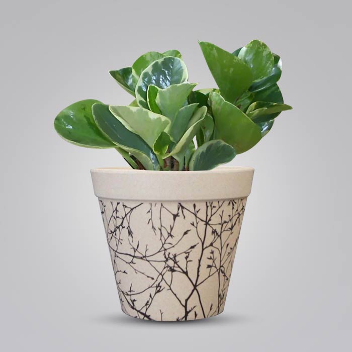 Peperomia Obtusifolia Marble Houseplant in a 13cm Nursery Pot with Bamboo Plant Pot