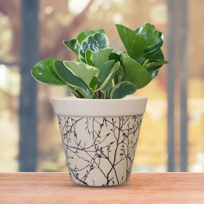 Peperomia Obtusifolia Marble Houseplant in a 13cm Nursery Pot with Bamboo Plant Pot