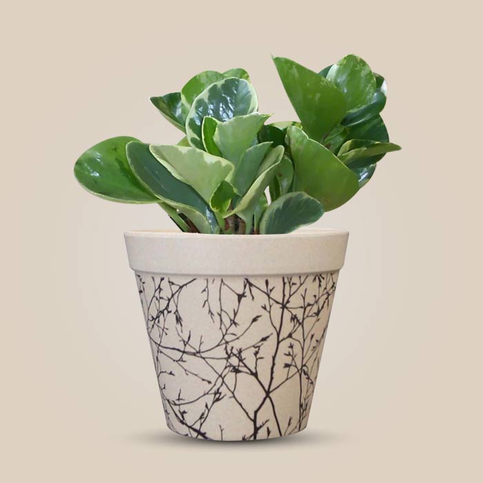 Peperomia Obtusifolia Marble Houseplant in a 13cm Nursery Pot with Bamboo Plant Pot