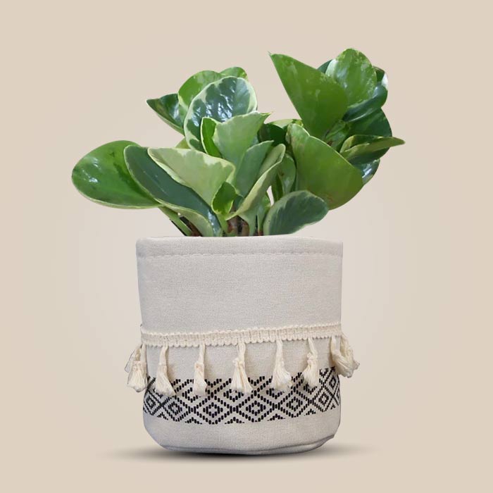 Peperomia Obtusifolia Marble House Plant in a 13cm Nursery Pot with Cotton Pot