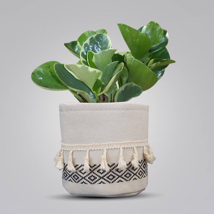 Peperomia Obtusifolia Marble House Plant in a 13cm Nursery Pot with Cotton Pot