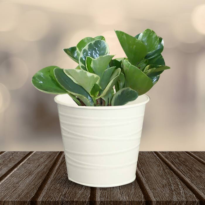 Peperomia Obtusifolia Marble Indoor Plant in a 13cm Nursery Pot with White Metal Pot