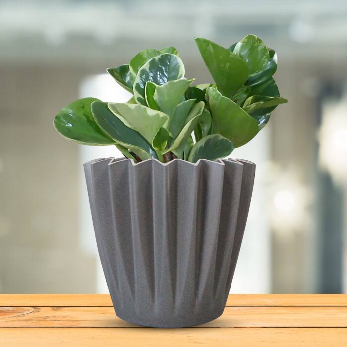 Peperomia Obtusifolia Marble Indoor Houseplant in a 13cm Nursery Pot with Grey Pot