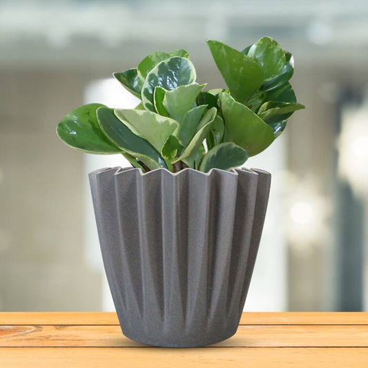 Peperomia Obtusifolia Marble Indoor Houseplant in a 13cm Nursery Pot with Grey Pot