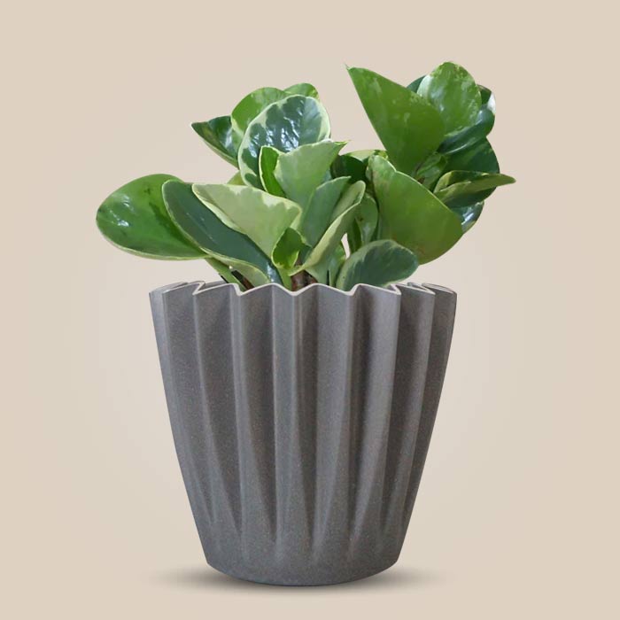 Peperomia Obtusifolia Marble Indoor Houseplant in a 13cm Nursery Pot with Grey Pot