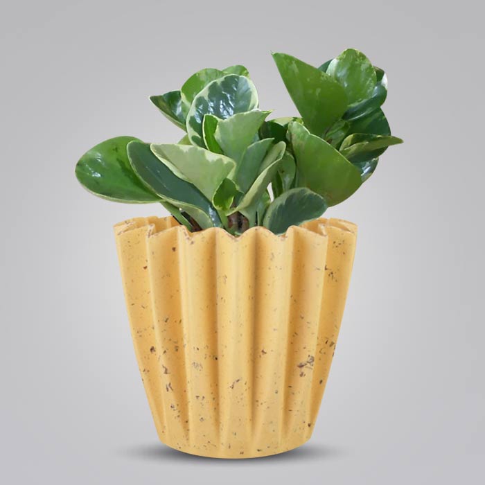 Peperomia Obtusifolia Marble Indoor House Plant in a 13cm Nursery Pot with Yellow Plant Pot