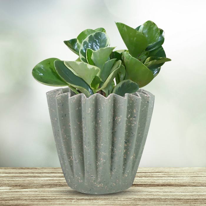 Peperomia Obtusifolia Marble Houseplant in a 13cm Nursery Pot with Sage Green Pot