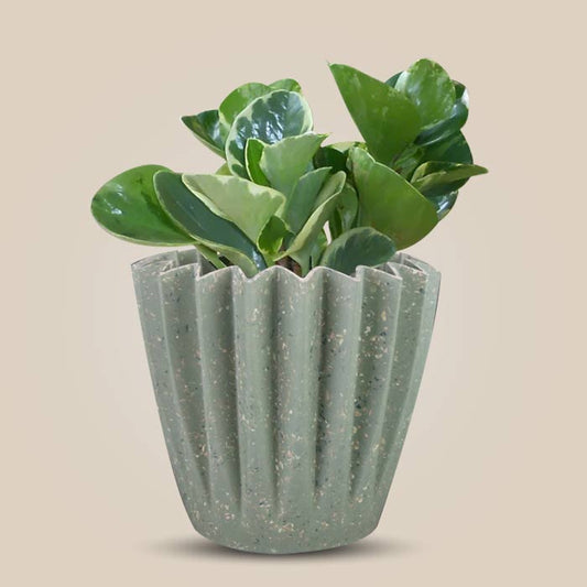 Peperomia Obtusifolia Marble Houseplant in a 13cm Nursery Pot with Sage Green Pot