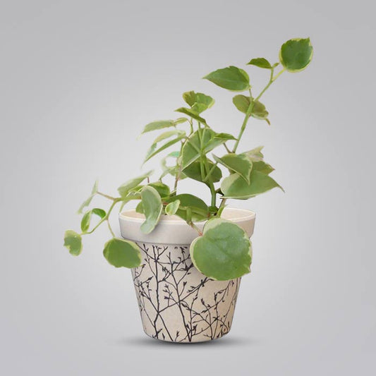 Peperomia Scandens Variegata Houseplant in a 9cm Nursery Pot with Bamboo Plant Pot