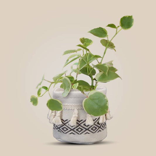 Peperomia Scandens Variegata House Plant in a 9cm Nursery Pot with Cotton Pot