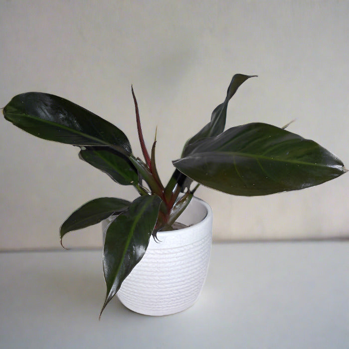 Philodendron Autumn Queen in a white plant pot