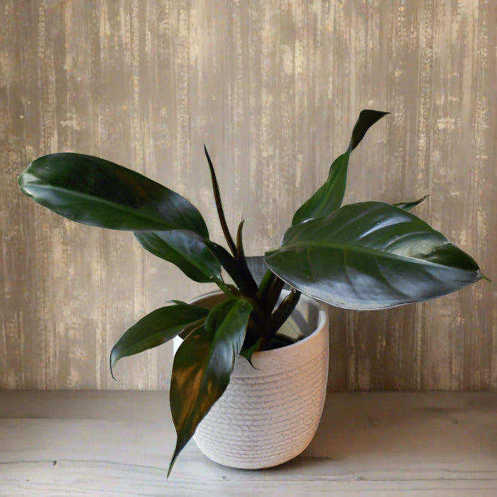 Philodendron Autumn Queen in a ceramic plant pot