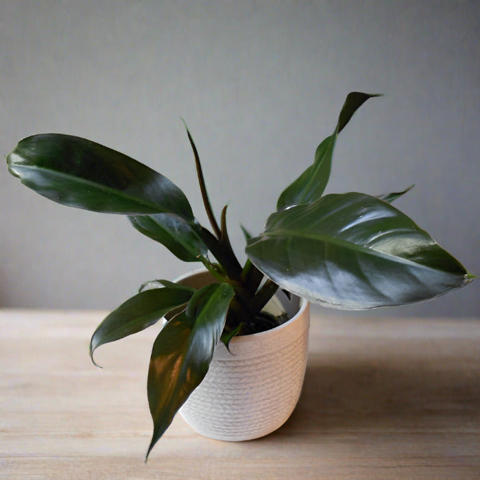 Philodendron Autumn Queen in a white ceramic plant pot